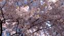 Cherry blossoms flowers spring trees wallpaper