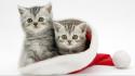 Cute kittens wallpaper