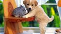 Cute puppy and bunny wallpaper