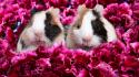 Flowers animals mammals guinea pig wallpaper
