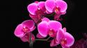 Flowers orchids wallpaper