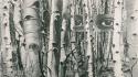 Herbert bayer collage eyes forests grayscale wallpaper