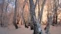 Light landscapes nature winter forest czech republic wallpaper