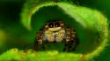 Nature insects macro spiders wallpaper