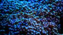 Science sea anemones microscopic photography wallpaper