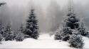 Snow fog spruce pine trees wallpaper