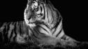 Tigers white tiger wallpaper
