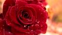 Wet red rose wallpaper