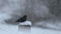 Winter snow black birds wallpaper