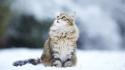 Winter snow cats animals looking up blurred background wallpaper