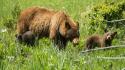 Animals baby bears cubs wallpaper