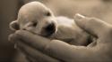 Animals baby dogs hands monochrome wallpaper