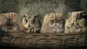 Animals baskets birds cats digital art wallpaper