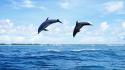 Animals dolphins jumping wallpaper