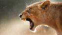 Animals fangs lions wallpaper