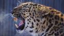 Animals leopards wildcat wallpaper