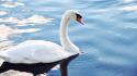 Animals nature swans water wallpaper