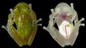 Animals transparent frogs reptiles wallpaper