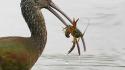 Birds ibis crayfish bird of prey wallpaper