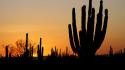 Cactus deserts silhouettes sunset wallpaper