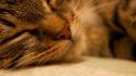 Cats animals peace sleeping macro noses pet wallpaper