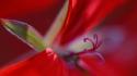 Close-up flowers macro nature red wallpaper