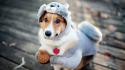 Costume animals dogs funny wallpaper