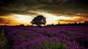England landscapes lavender meadows overcast wallpaper