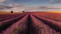 Fields lavender purple flowers wallpaper
