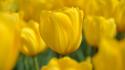 Flowers tulips macro yellow wallpaper