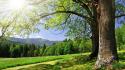 Forests nature outdoors trees wallpaper