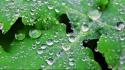 Fresh dew drops leaves nature wallpaper