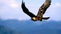 Golden eagle flying wallpaper