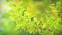 Green nature trees leaves branches branch wallpaper