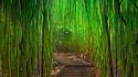 Hana bamboo forests green landscapes wallpaper