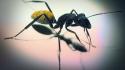Insects ants macro hymenopthera camponotus fulvopilosus wallpaper