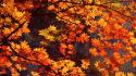 Japan autumn leaves wallpaper