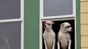 Landscapes nature animals dogs funny alaska window sunglasses wallpaper