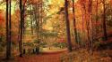 Landscapes nature trees forest roads october autumn wallpaper