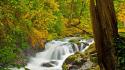 Landscapes nature trees forests falls waterfalls creek wallpaper