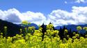 Mountains clouds landscapes nature trees flowers yellow skies wallpaper