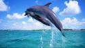 Nature animals dolphins pair wallpaper