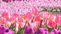 Nature flowers tulips depth of field pink wallpaper