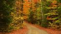 Nature forest roads autumn wallpaper
