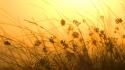 Orange sun grass sunray wind wallpaper