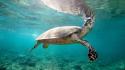 Sea turtle underwater wallpaper