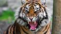 Tiger roar images wallpaper