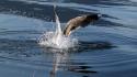 Water birds seagulls ripples splashes wallpaper