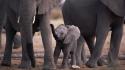 Wild africa animals calf elephants wallpaper