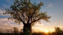 Africa zimbabwe baobab landscapes nature wallpaper